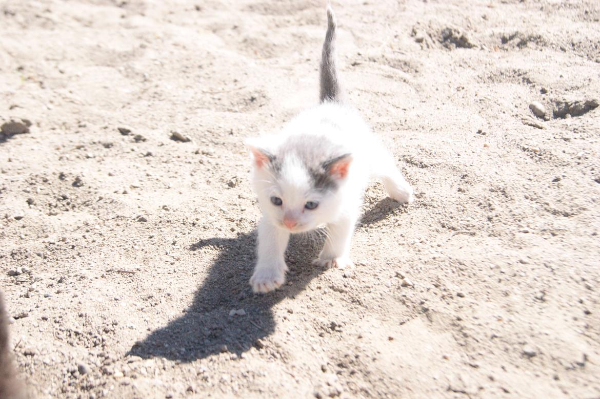 Huskat Mini muz<3 R.I.P:( - Vent på miig!<3 billede 5