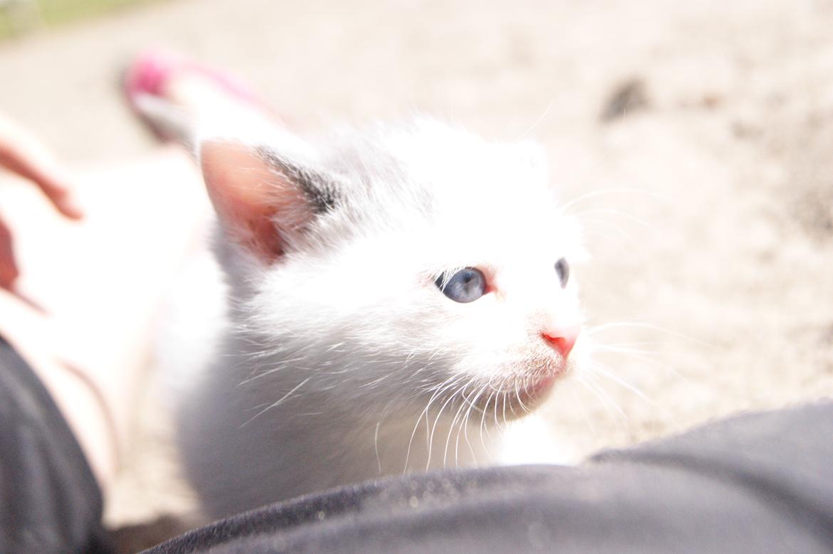 Huskat Mini muz<3 R.I.P:( - Solen skinner og jeg er en glad lille missekat!<3 billede 6