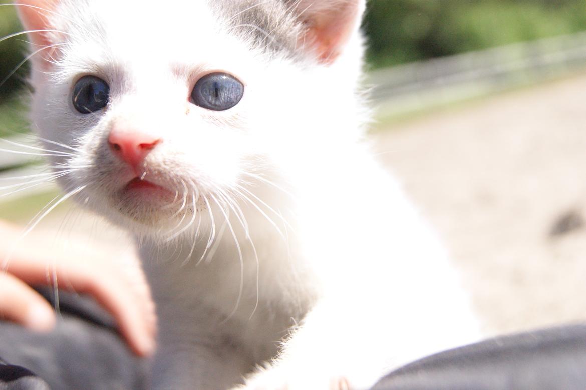 Huskat Mini muz<3 R.I.P:( - Hvad laver du med den der tingest?<3 billede 7