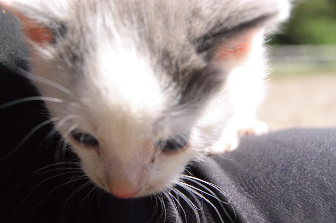 Huskat Mini muz<3 R.I.P:( - Neeej, hvad er det?<3 billede 8