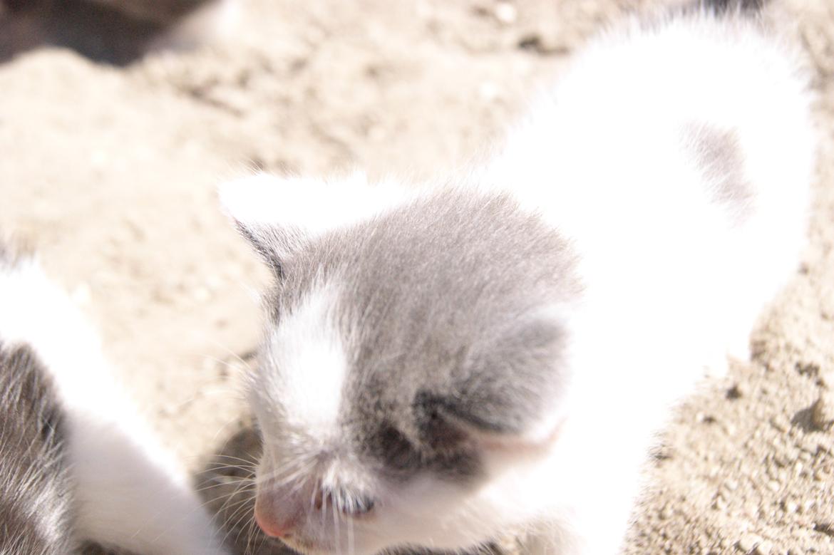 Huskat Mini muz<3 R.I.P:( - Chip chap den store!<3 billede 9