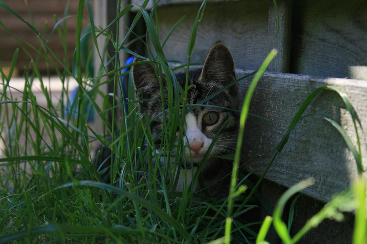 Blanding af racer Spilopper billede 1