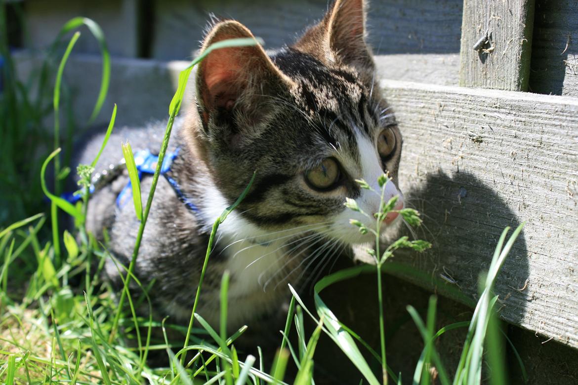 Blanding af racer Spilopper billede 2