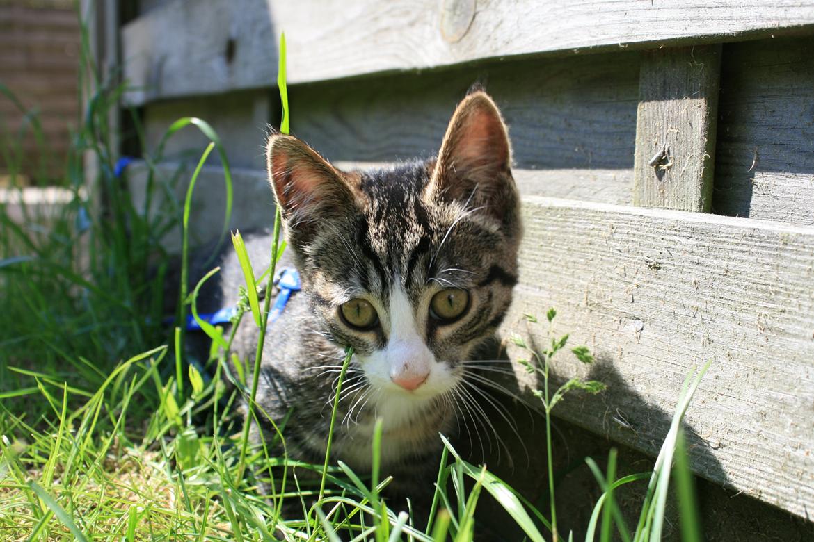 Blanding af racer Spilopper billede 3