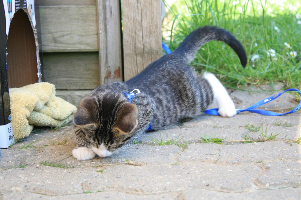 Blanding af racer Spilopper - En af de første dage han fik lov til at komme med ud. De der myrer var altså ret så spændende ;-) billede 4