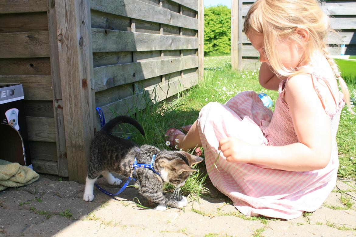 Blanding af racer Spilopper - Spilopper leger med min datter, Naya billede 5