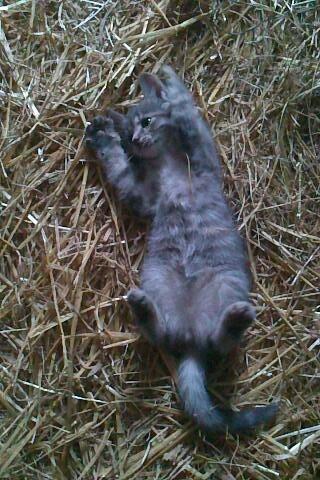 Huskat Findus billede 1