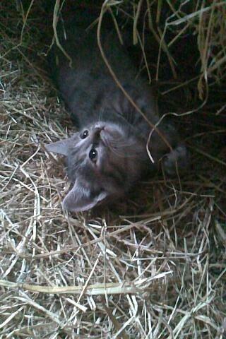 Huskat Findus billede 2