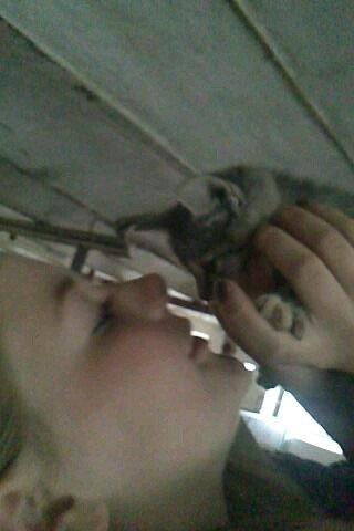 Huskat Findus billede 3