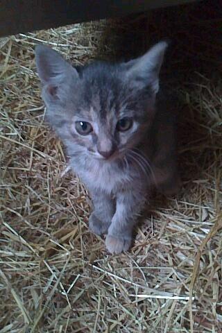 Huskat Findus billede 6