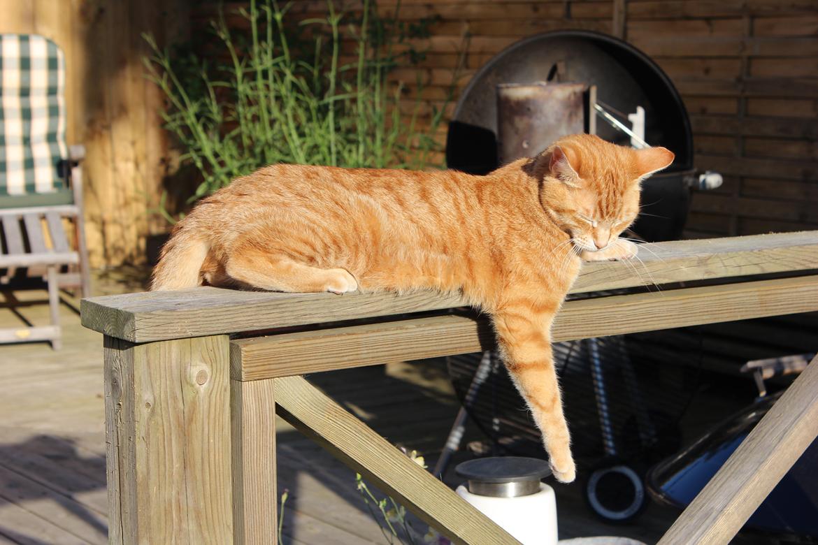 Huskat Mis Ó Malley - Nyder solen. Foto: Mig billede 2