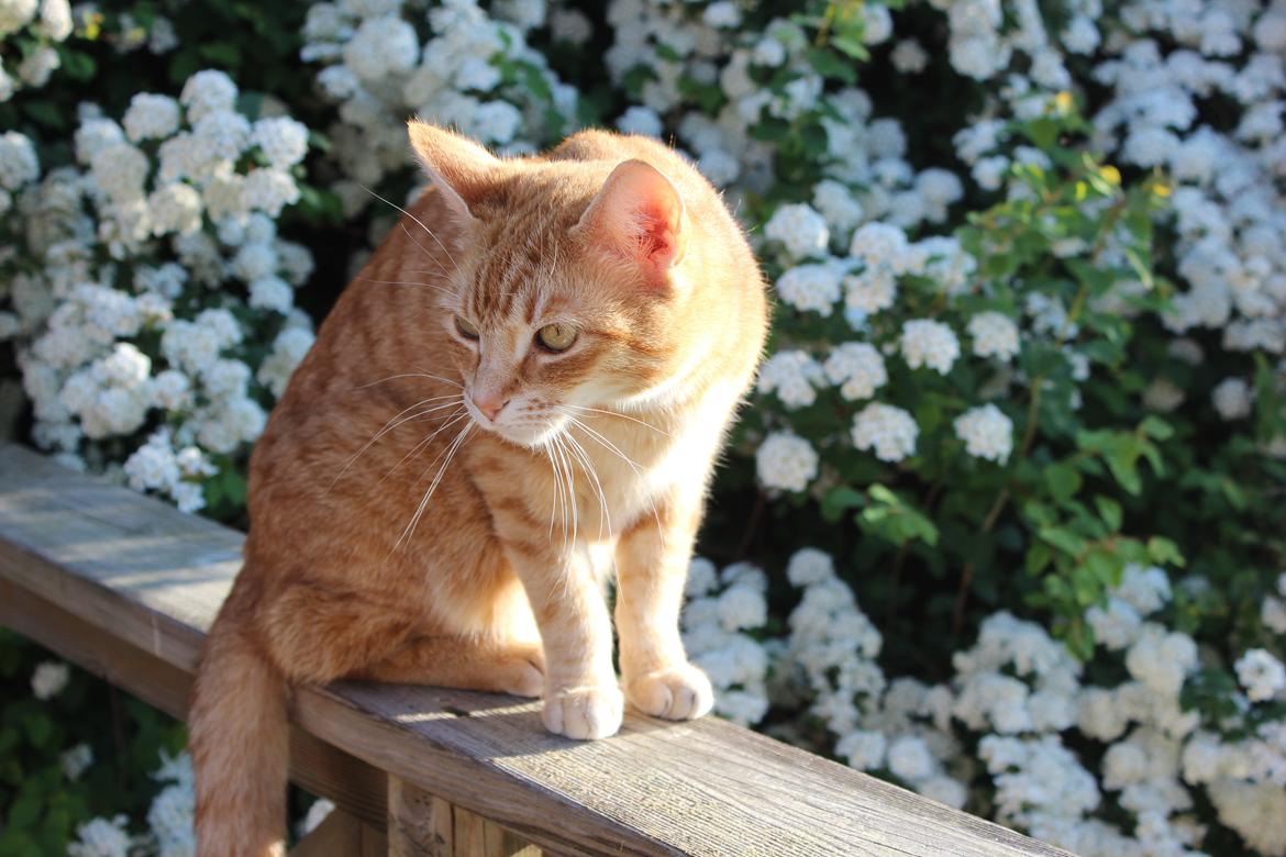 Huskat Mis Ó Malley - Foto: Mig billede 6