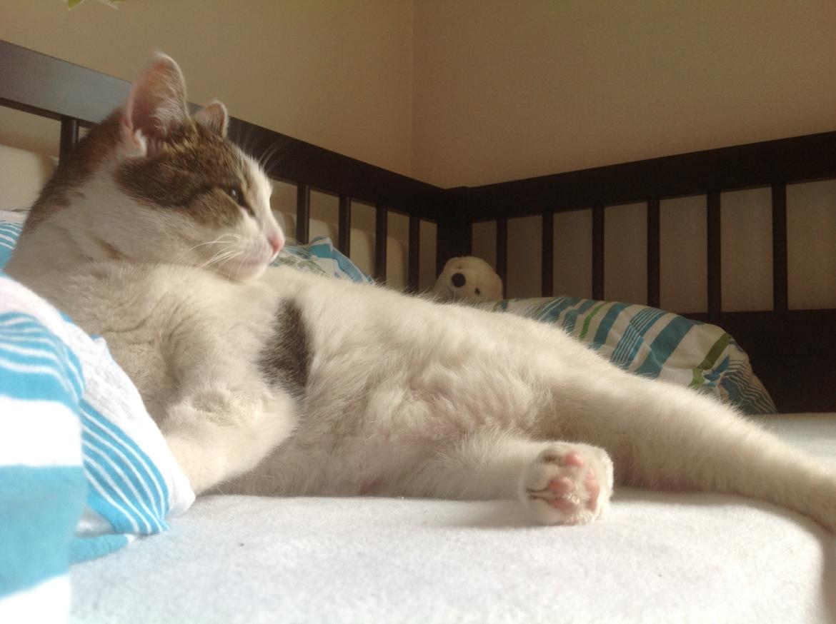 Huskat Cleo billede 5