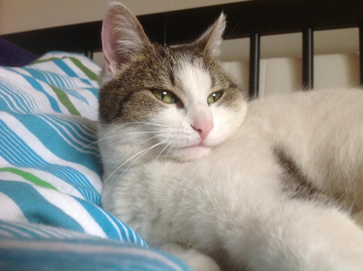 Huskat Cleo billede 6