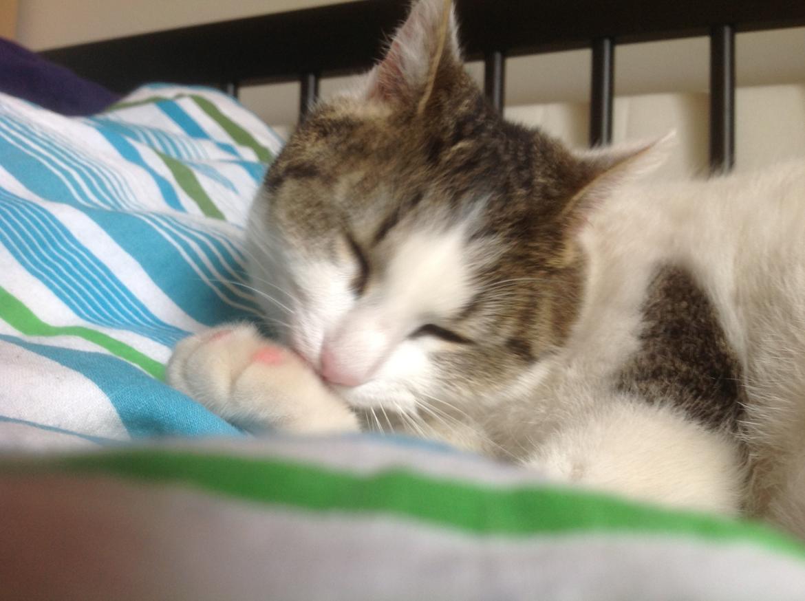 Huskat Cleo billede 7