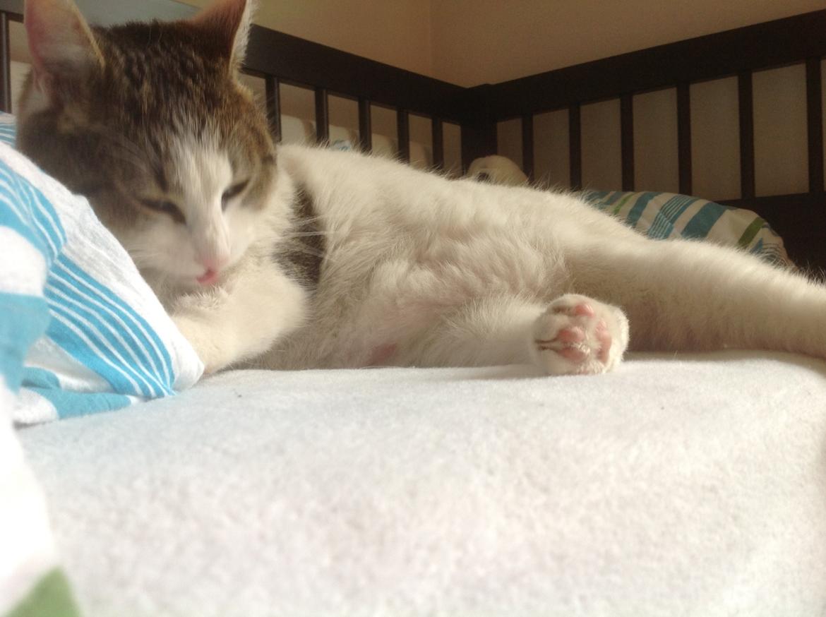 Huskat Cleo billede 8