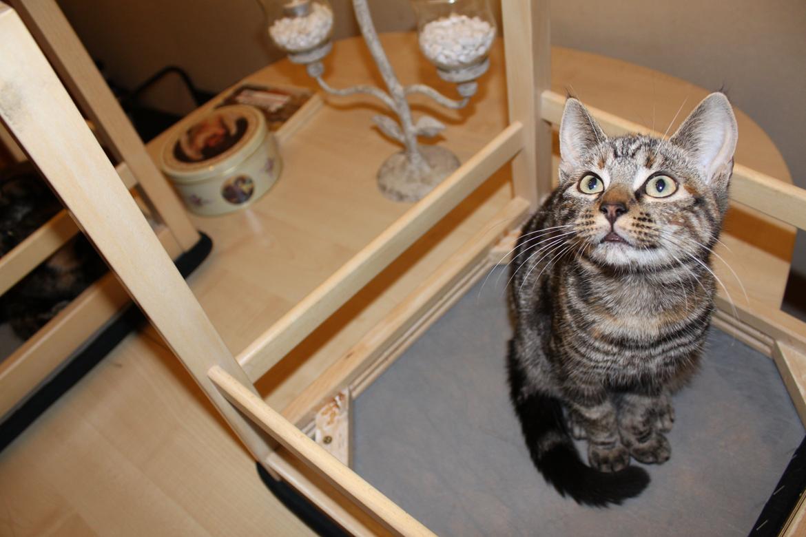 Blanding af racer Tulle billede 17