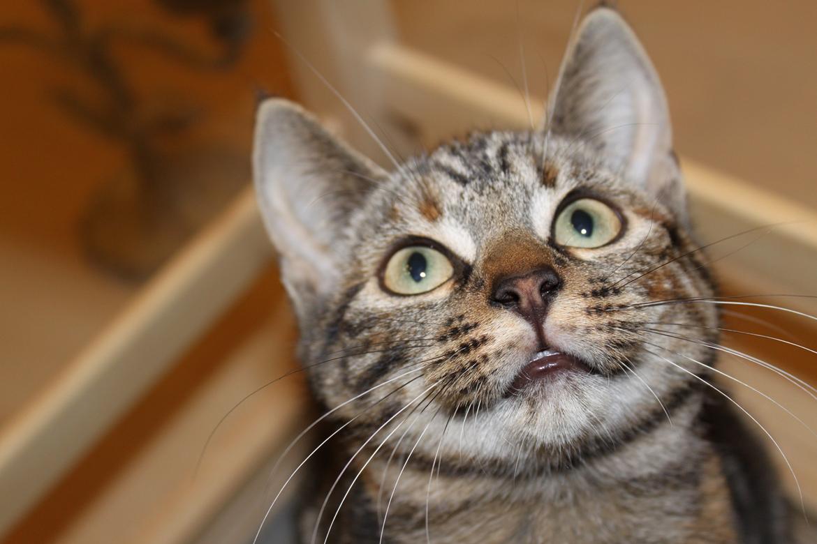 Blanding af racer Tulle billede 4