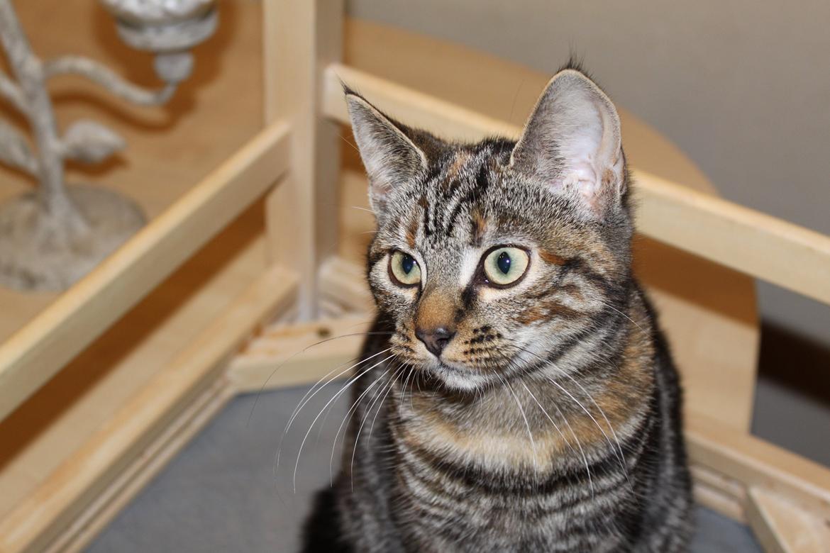 Blanding af racer Tulle billede 18