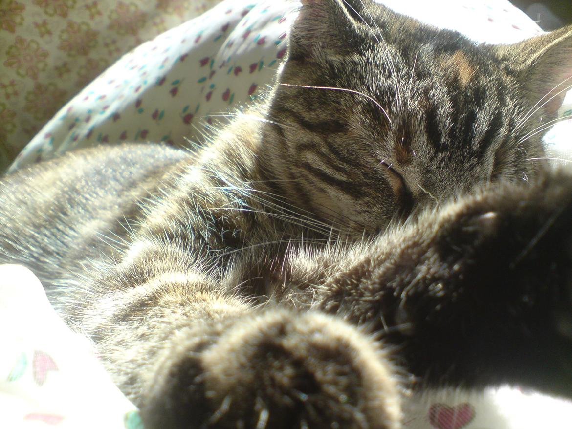 Blanding af racer Tulle billede 21