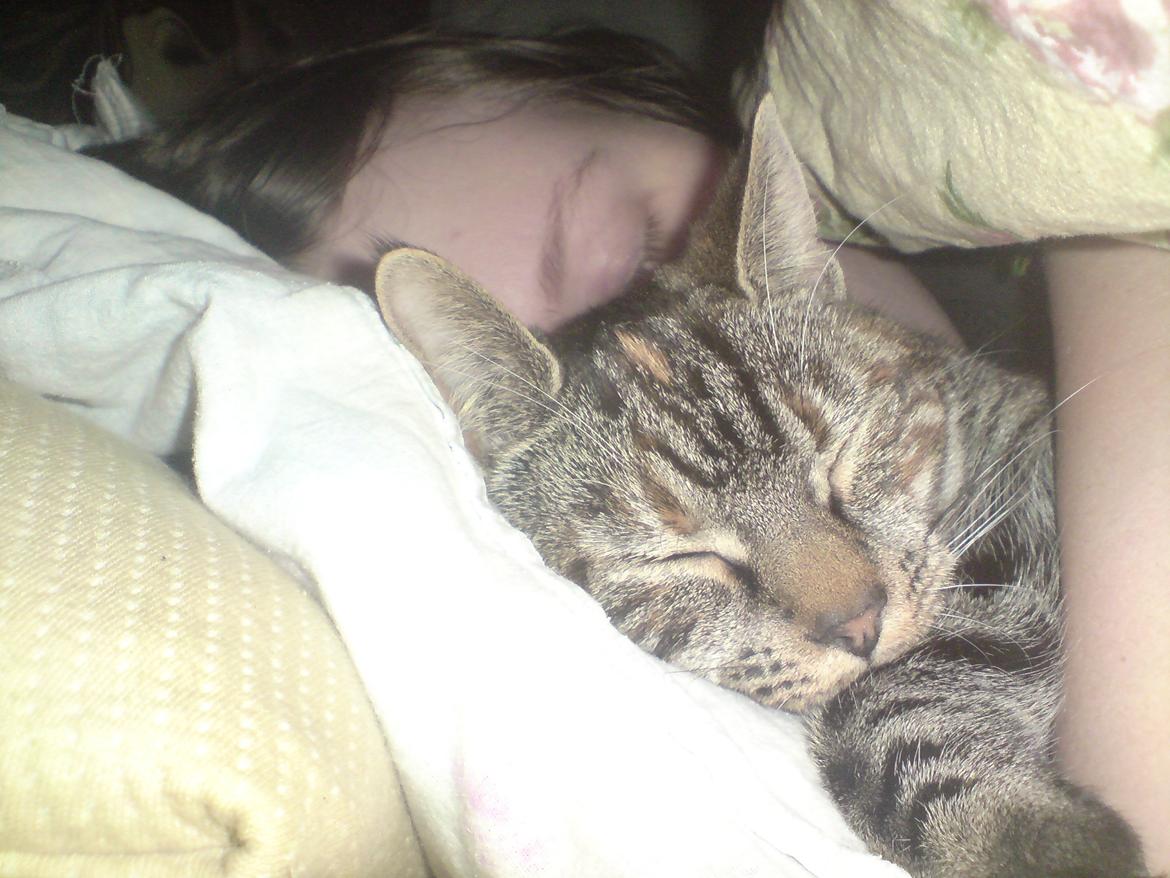 Blanding af racer Tulle - Ja det så sådan vi sover. Tulle elsker at ligge i arm og komme under dynen :-) billede 9