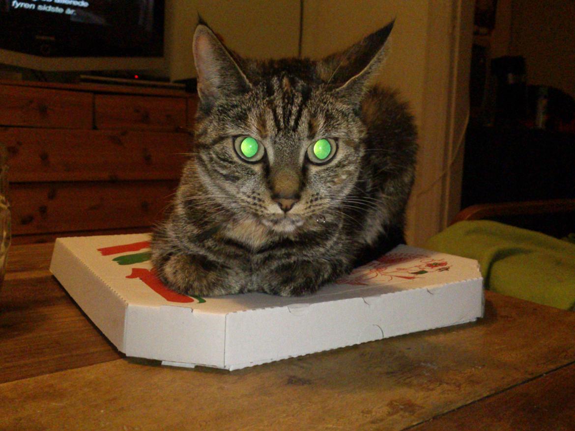 Blanding af racer Tulle billede 13