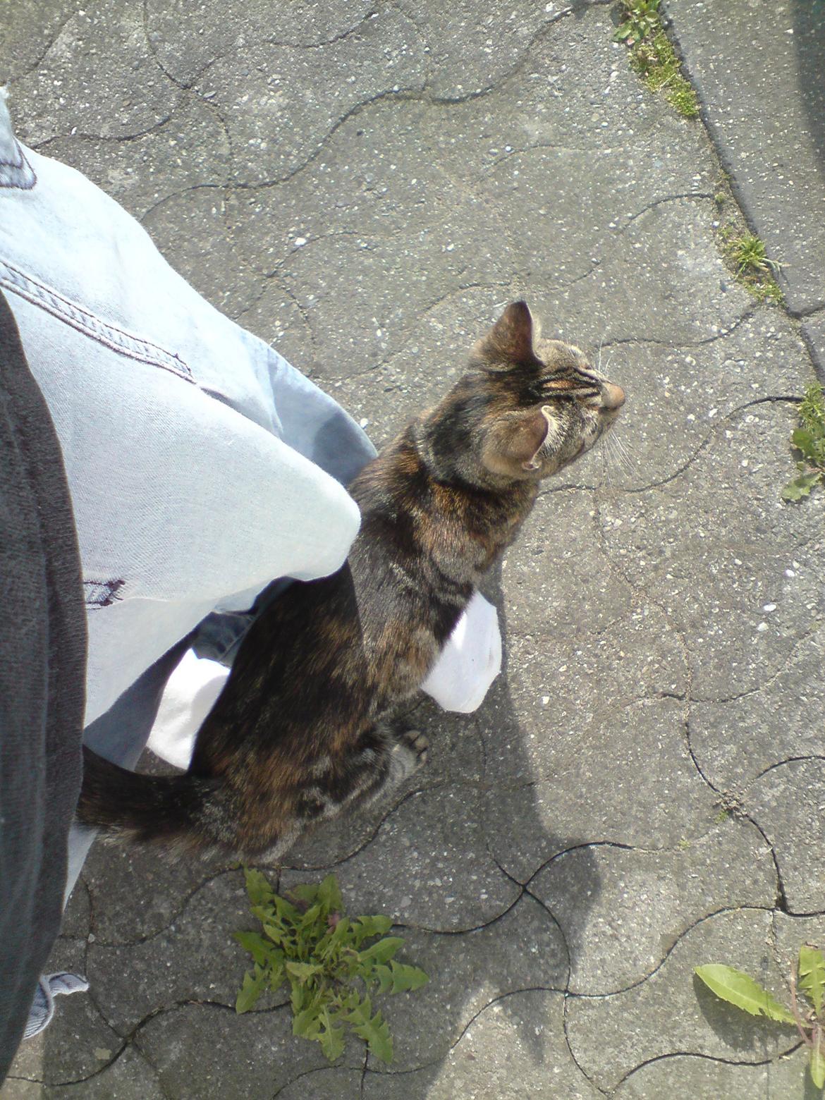 Blanding af racer Tulle billede 23