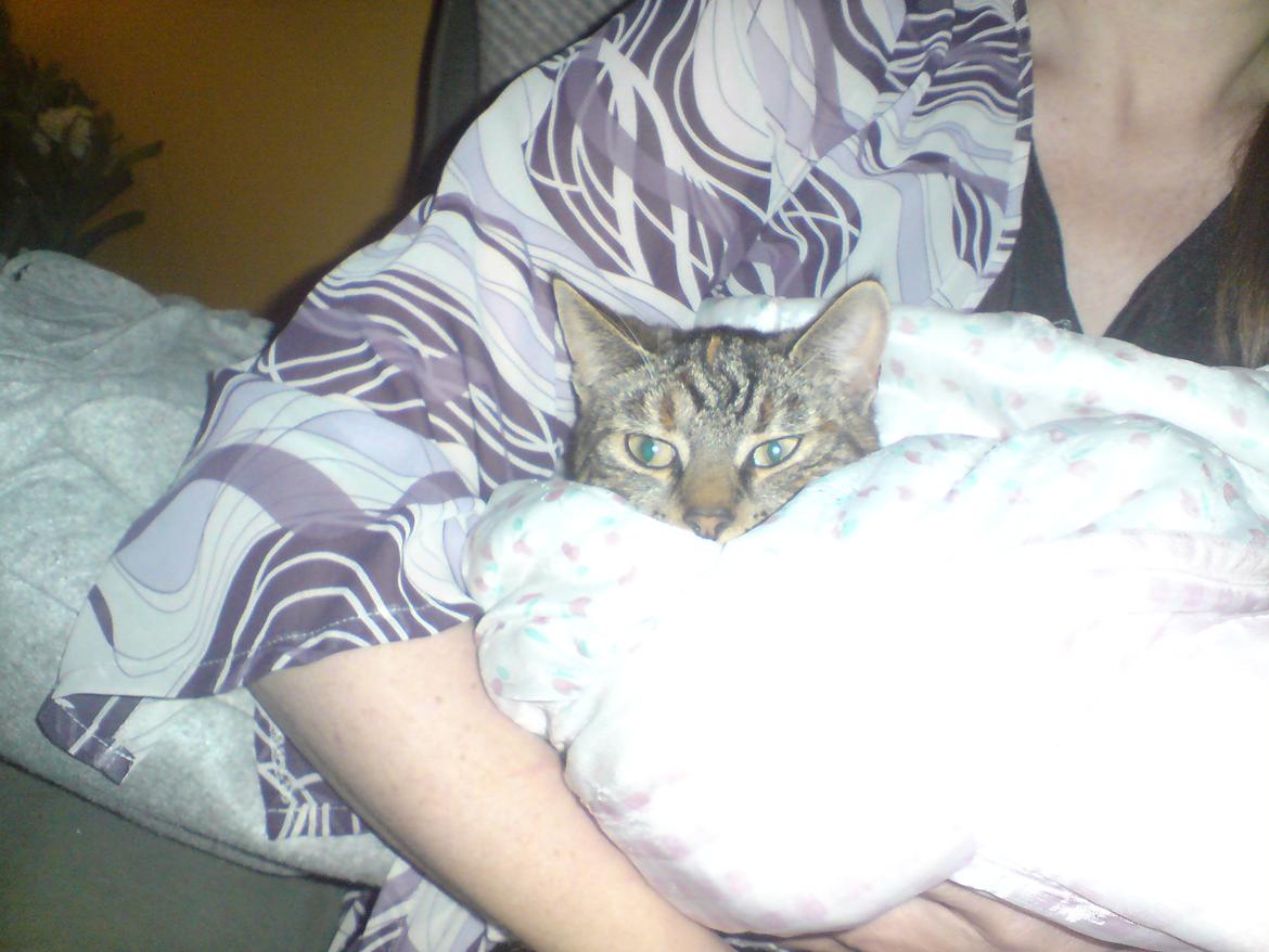 Blanding af racer Tulle billede 10