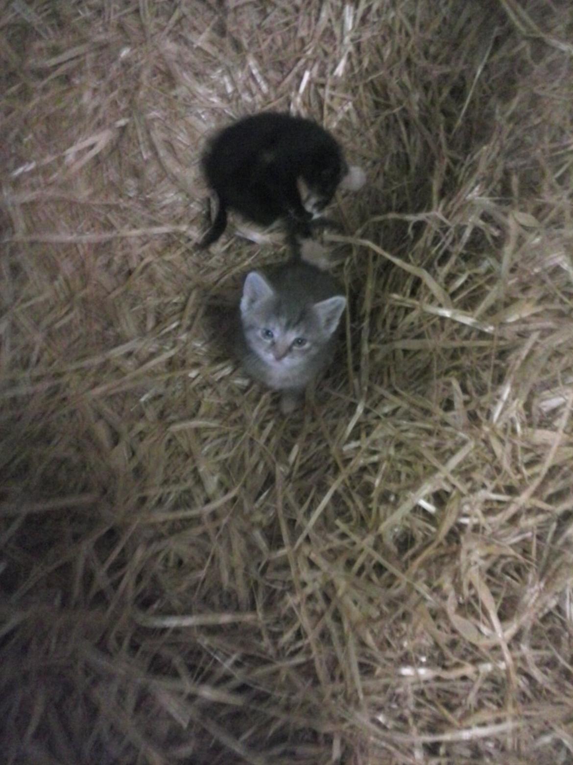 Huskat Findus billede 7