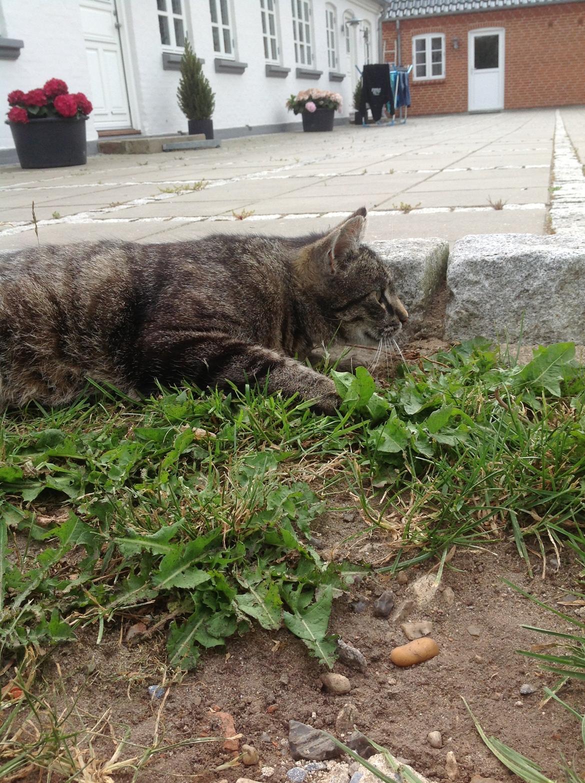 Huskat Tarzan :) billede 1