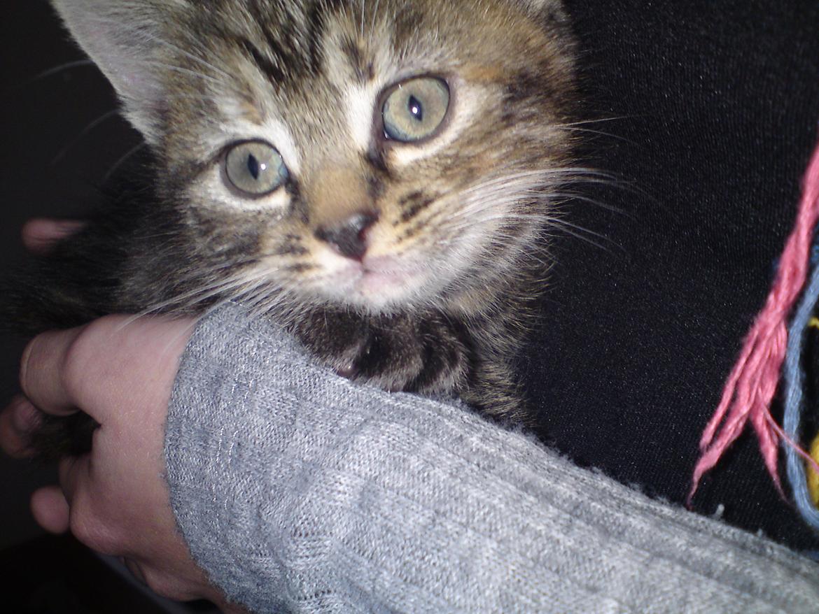 Blanding af racer Tulle - Billede fra første gang jeg var ude og se hende :-) billede 24