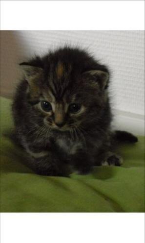 Blanding af racer Tulle - Billedet fra annoncen med hende :-) billede 11