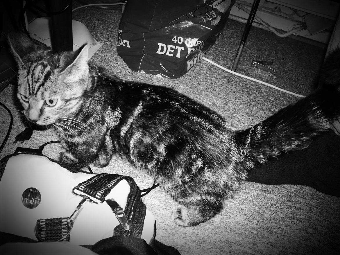 Blanding af racer Tulle - Fjolleri, men fik lige et hurtigt billede af en baby Tul på farten :-) billede 25