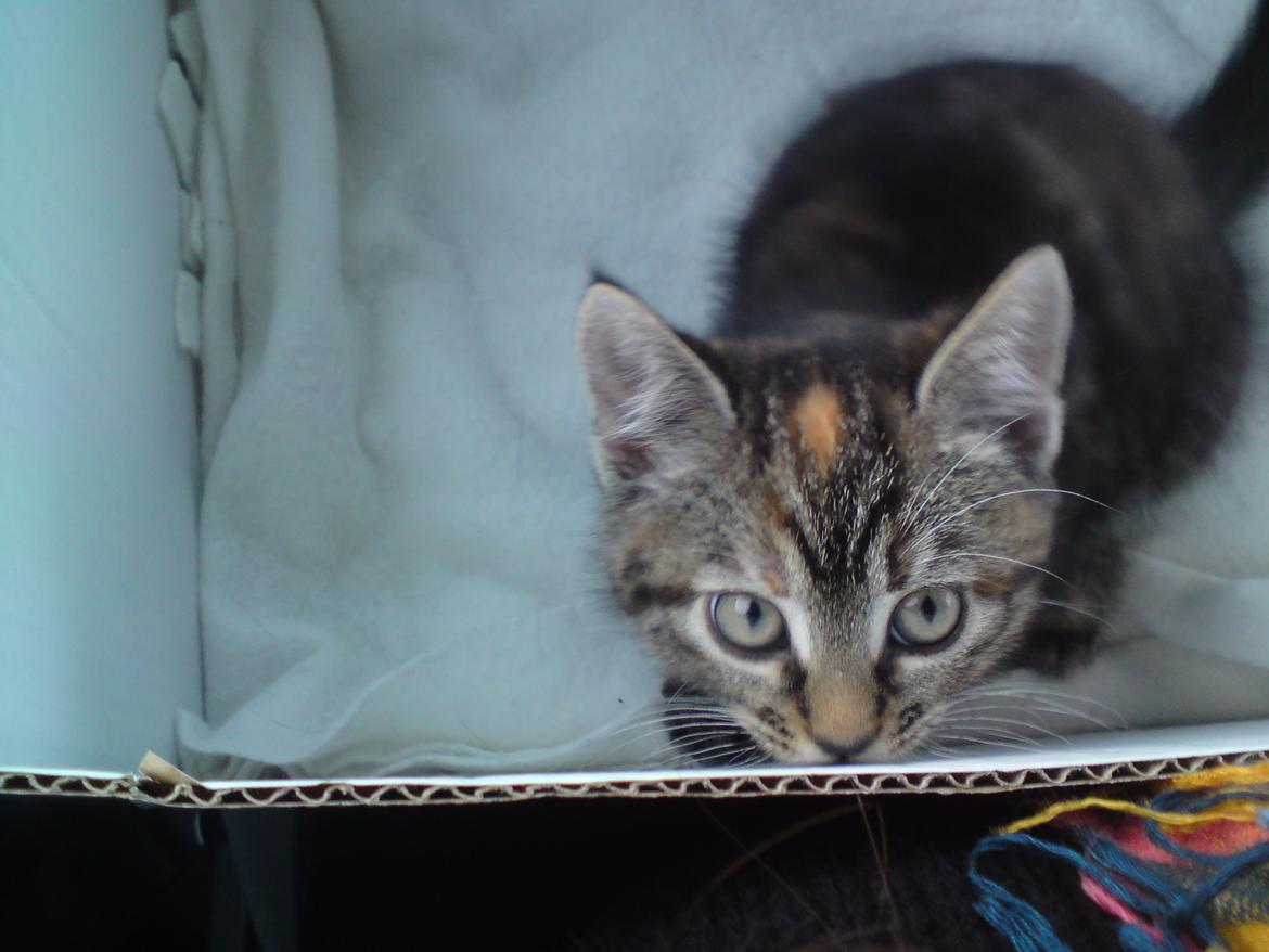 Blanding af racer Tulle - På vej til sin nye hjem. Har lige hentet hende her :-) billede 26