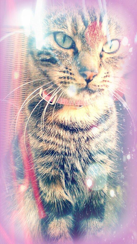 Blanding af racer Tulle - Redigeret billede :-) billede 27