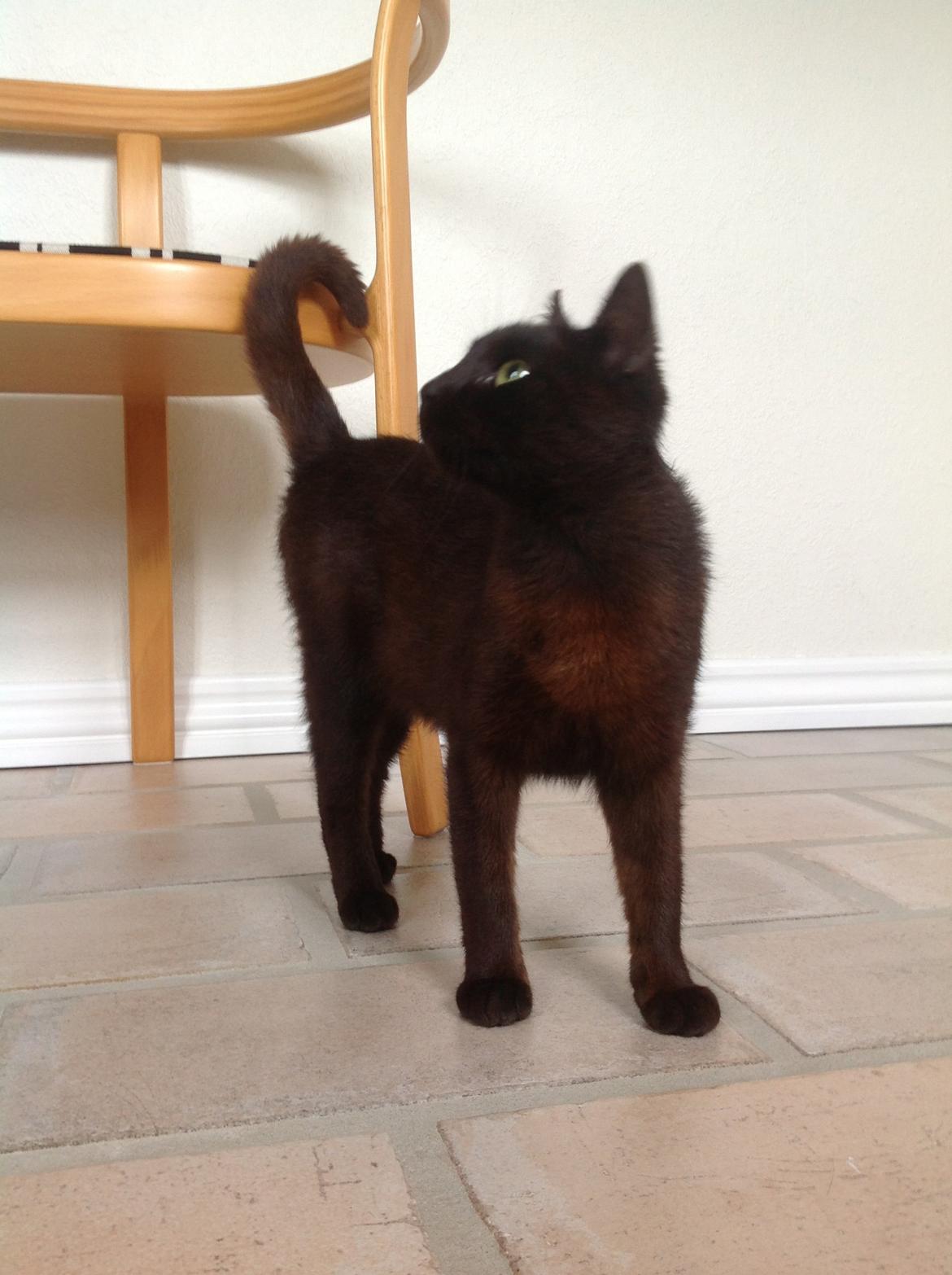 Huskat Futte. <3 (Himmelkat..) billede 2