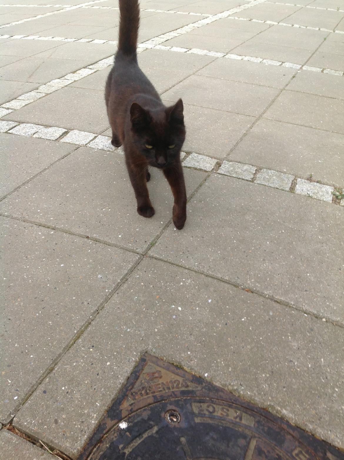 Huskat Futte. <3 (Himmelkat..) billede 3