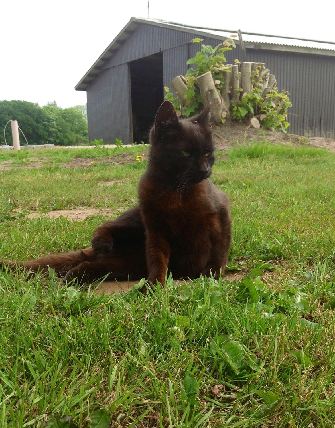 Huskat Futte. <3 (Himmelkat..) billede 4