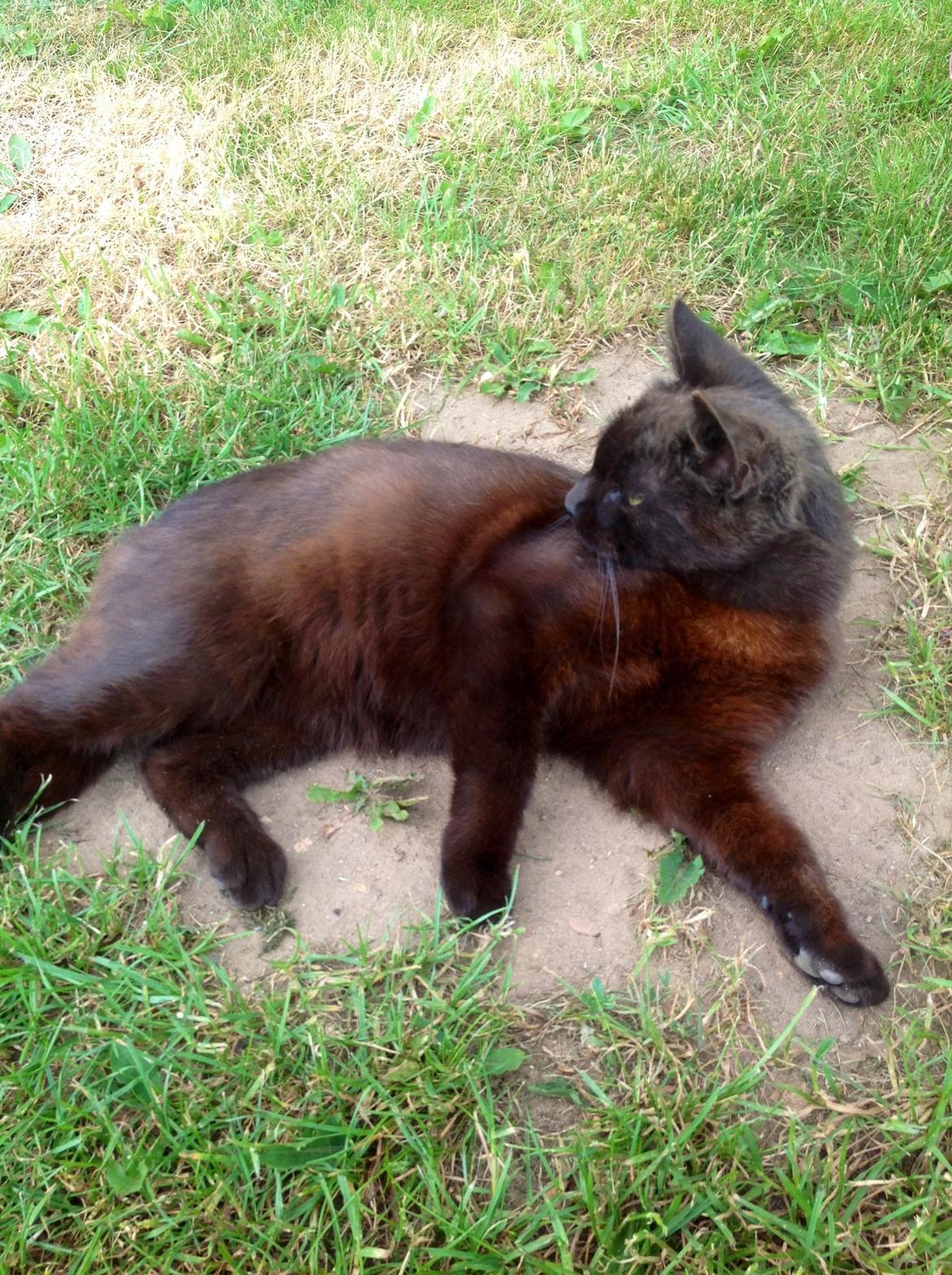 Huskat Futte. <3 (Himmelkat..) billede 9