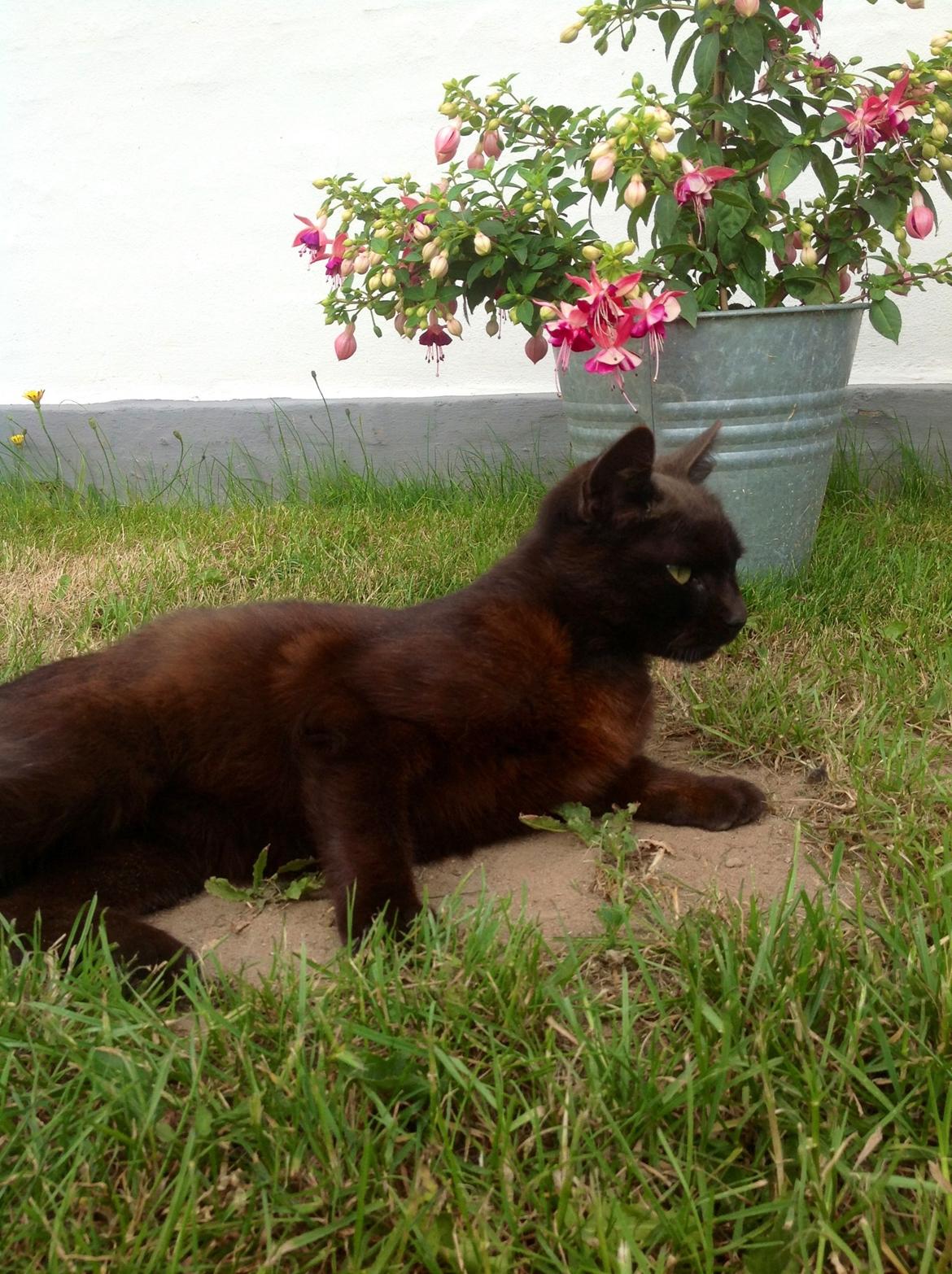 Huskat Futte. <3 (Himmelkat..) billede 11