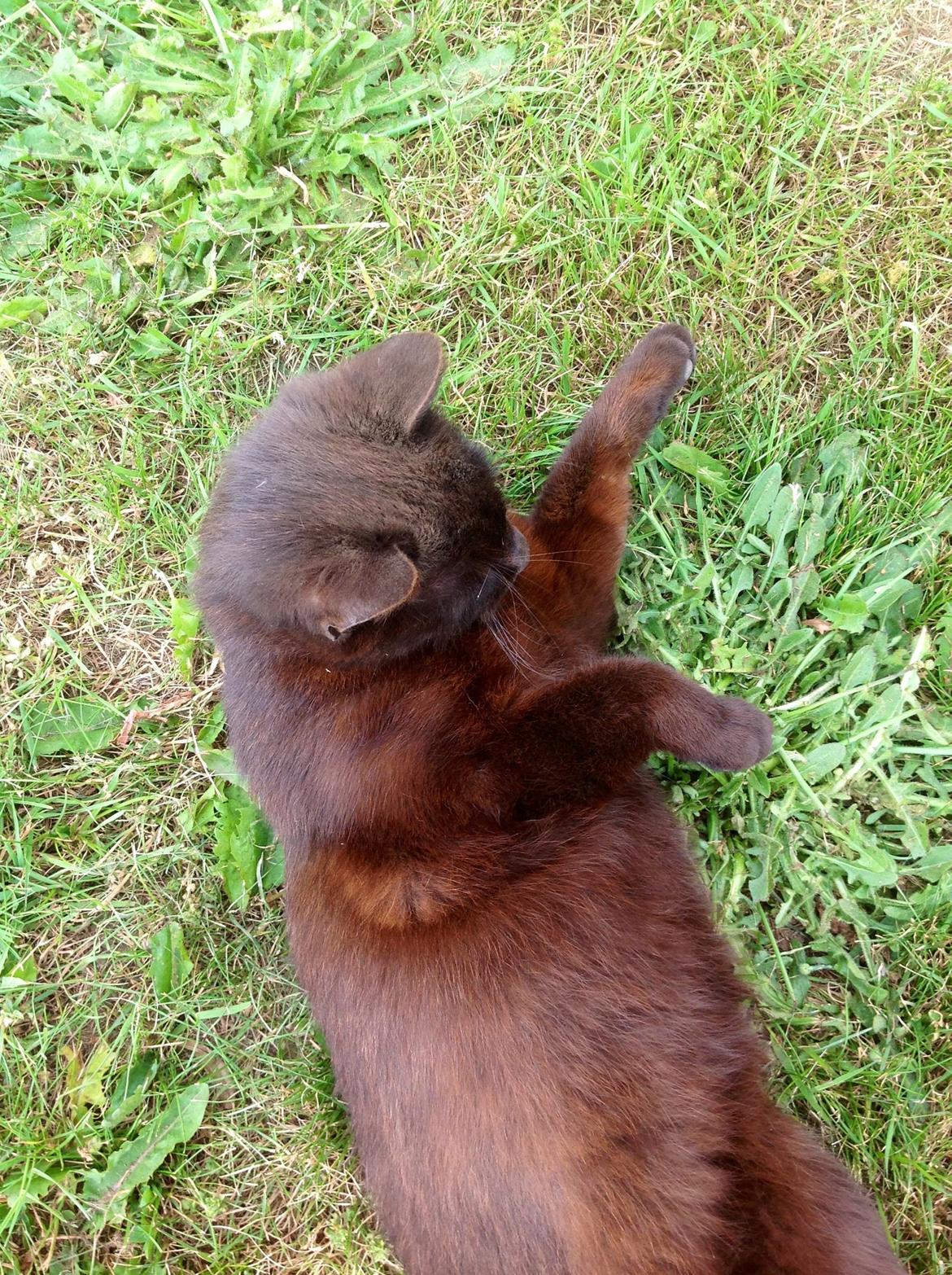 Huskat Futte. <3 (Himmelkat..) billede 13