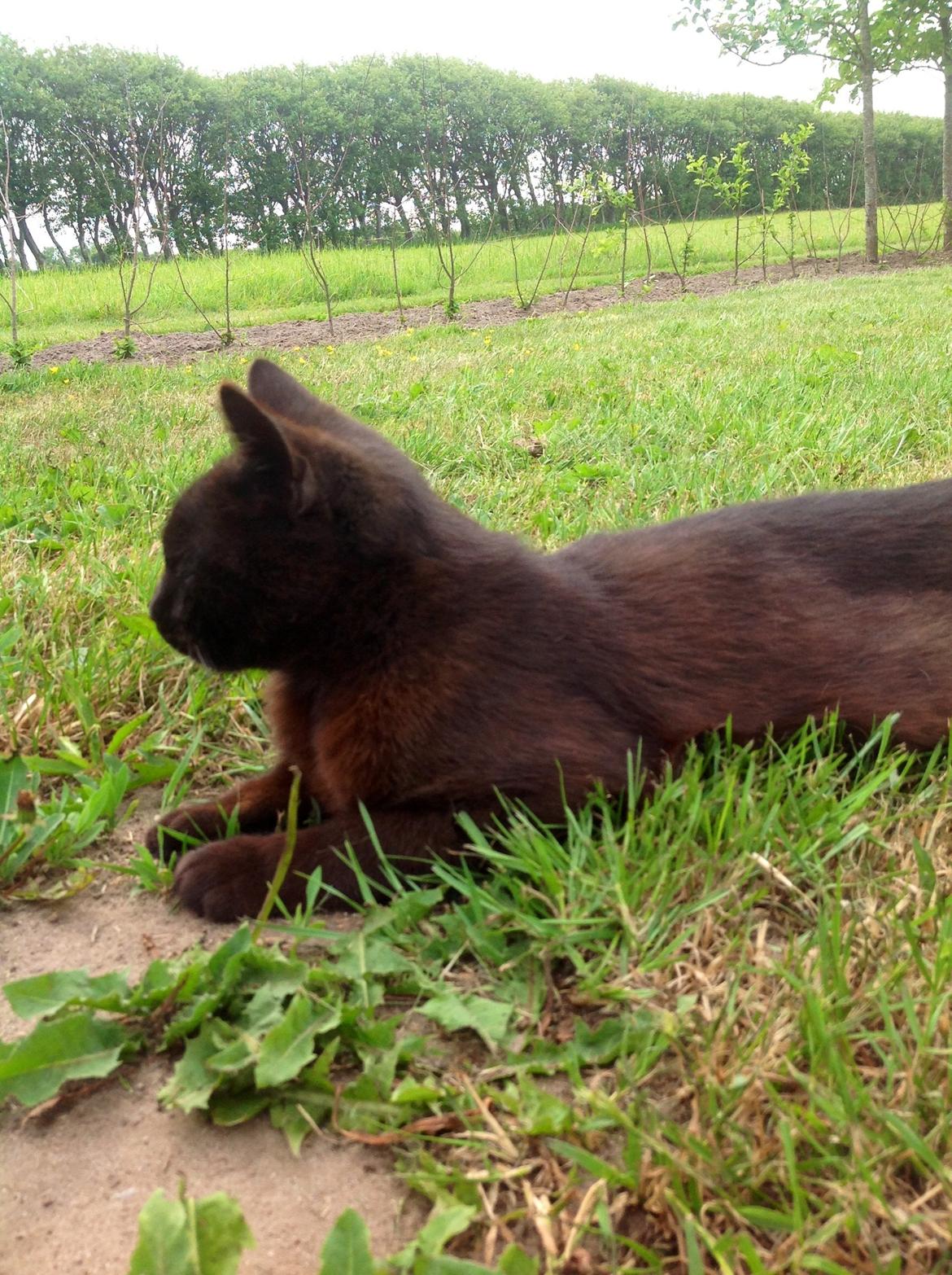 Huskat Futte. <3 (Himmelkat..) billede 14