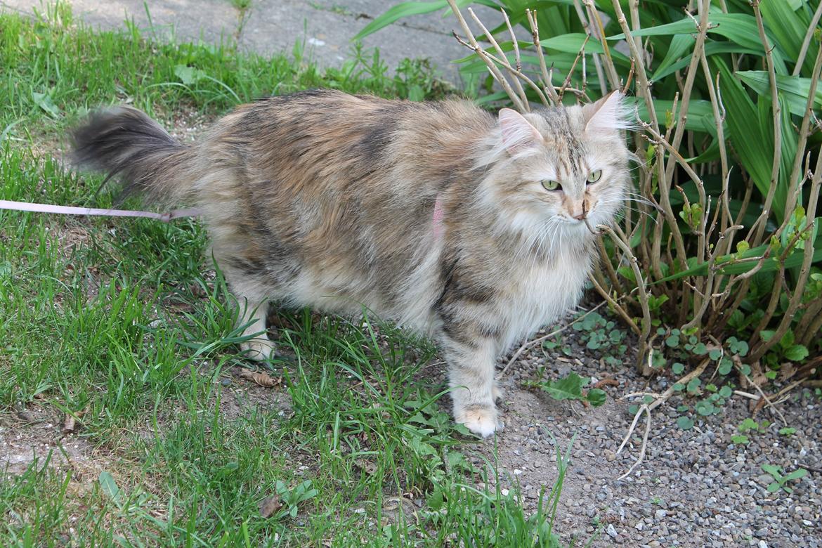 Norsk Skovkat Norhtown Cats Bella Donna billede 7