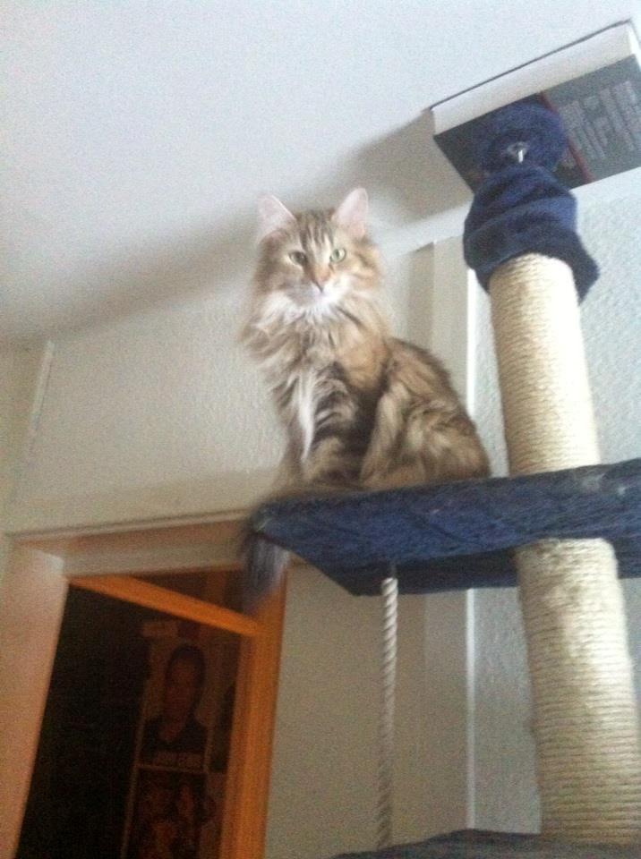 Norsk Skovkat Norhtown Cats Bella Donna billede 9