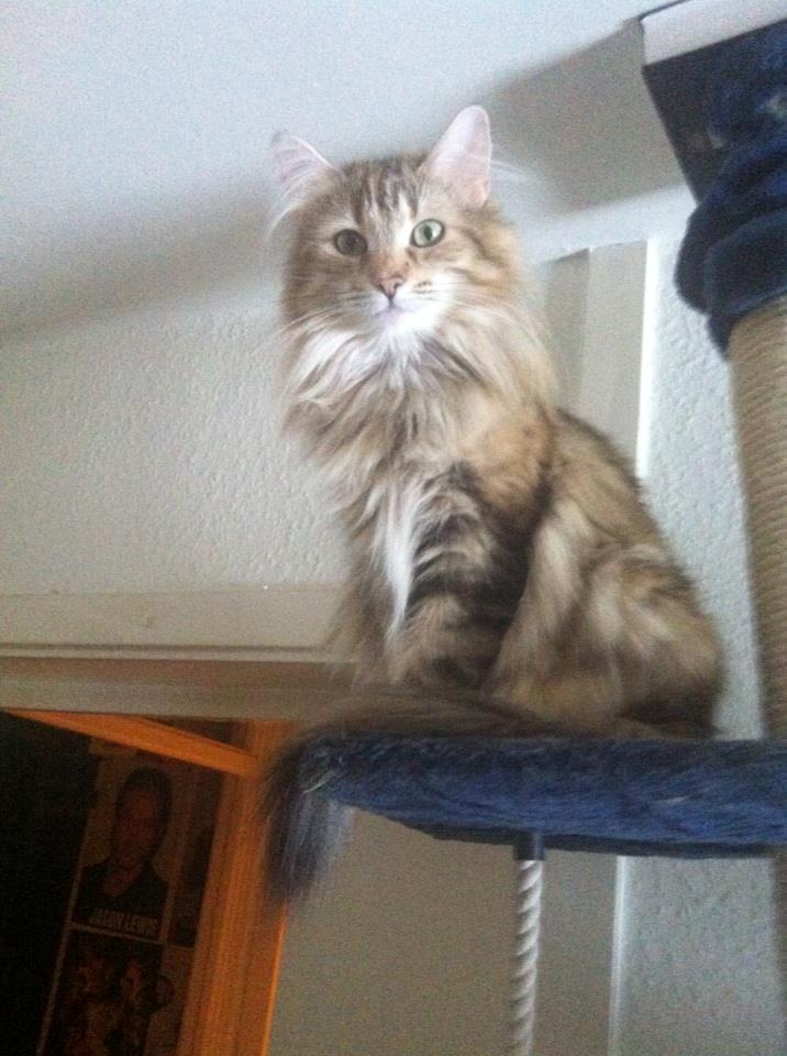 Norsk Skovkat Norhtown Cats Bella Donna billede 12