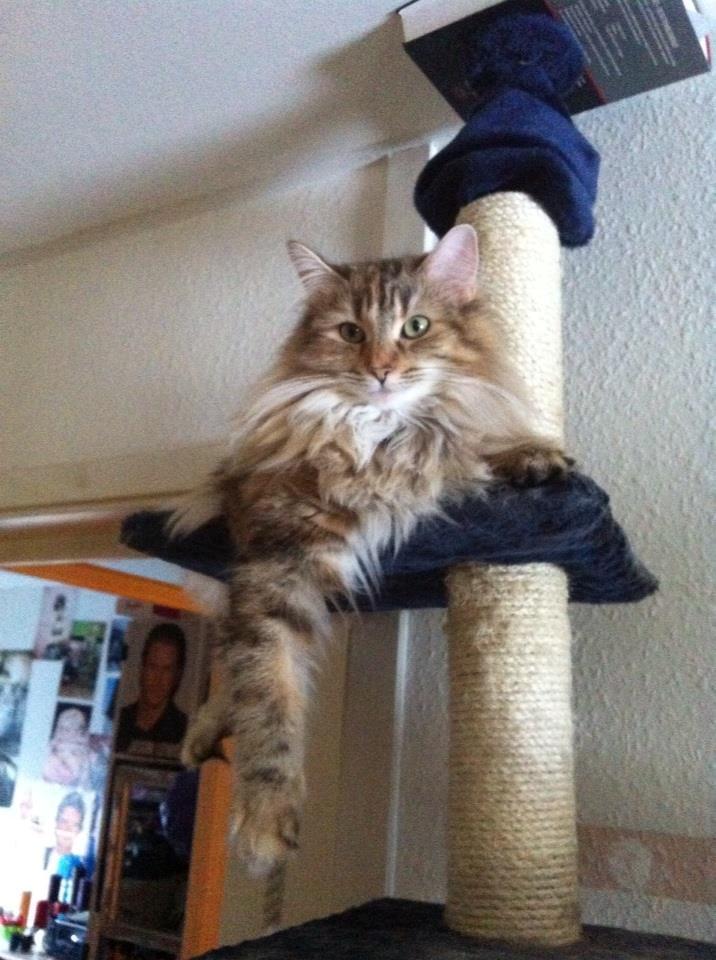 Norsk Skovkat Norhtown Cats Bella Donna billede 1