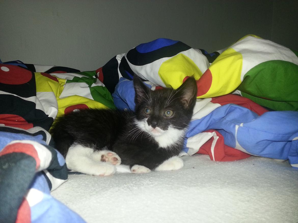 Huskat Sofus billede 1