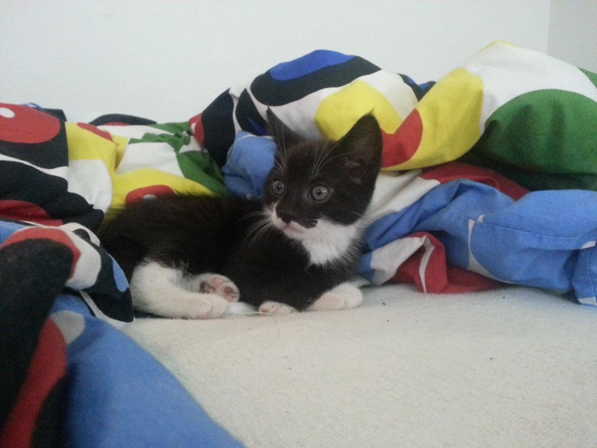 Huskat Sofus billede 2