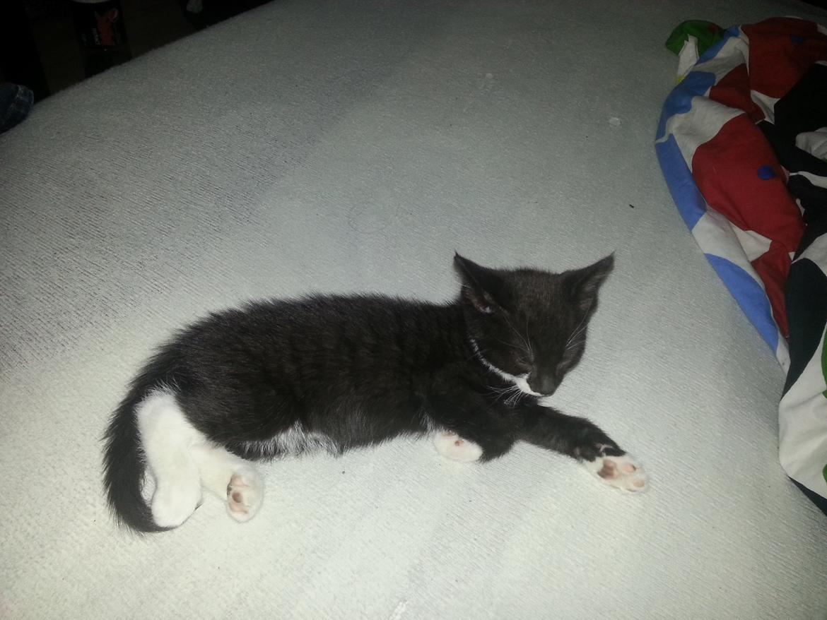 Huskat Sofus billede 3