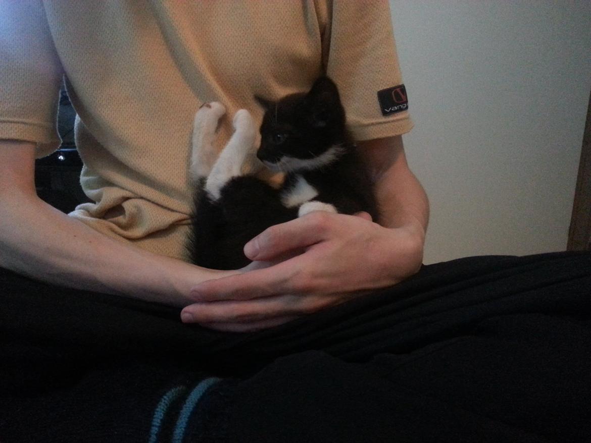 Huskat Sofus billede 4